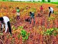 सोयाबीनचे दर निम्म्यावर; सोंगणीचे दर मात्र दुपटीवर! - Marathi News | Soybean prices halved; Sooni rates doubled! | Latest vardha News at Lokmat.com