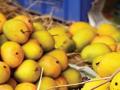 फळांचा राजा आंबा यंदा देशभर जोशात; महाराष्ट्र आघाडीवर - Marathi News | Mango, the king of fruits, is in full swing across the country this year | Latest pune News at Lokmat.com