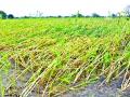 नागपूर जिल्ह्यात ५४,२०२ हेक्टरमध्ये नुकसान - Marathi News | Damage of crop in Nagpur district in 54,202 hectares | Latest nagpur News at Lokmat.com