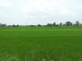 चाऱ्यासाठी शेतकऱ्यांना मिळणार गाळपेर जमीन; राज्य शासनाचा निर्णय - Marathi News | Farmer gets land for fodder; Decision of state government | Latest chandrapur News at Lokmat.com