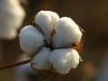 राज्यात एक कोटी रुईगाठींची अपेक्षा - Marathi News | Expect large cotton crop in the state | Latest yavatmal News at Lokmat.com