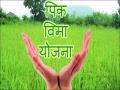 जळगाव जिल्ह्यात पीकविम्याच्या १२ कोटींच्या रक्कमेचा घोळ - Marathi News | 12 crore crop insurance | Latest jalgaon News at Lokmat.com
