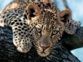 गडचिरोलीत बिबट्याची दहशत; वासराला केले ठार - Marathi News | Gadchiroli's Panic of leopard Panic; The calf killed | Latest gadchiroli News at Lokmat.com
