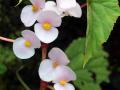पश्चिम घाटात सापडली बेगोनिया वनस्पतीची नवीन जात - Marathi News | A new species of Begonia plant found in the Western Ghats | Latest kolhapur News at Lokmat.com