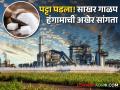 Sugarcane Crushing Season : राज्यातील साखर गाळप हंगामाची अखेर सांगता! किती झाले साखर उत्पादन? - Marathi News | | Latest agriculture News at Lokmat.com