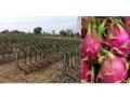 यू-ट्यूबवरून घेतले धडे अन् बहरली ड्रॅगन फळाची शेती - Marathi News | chandrapur farmer has started dragon fruit cultivation by learning from youtube videos | Latest chandrapur News at Lokmat.com