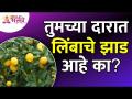 लिंबाच्या झाडाबद्दल महत्वपूर्ण माहिती | Important information about lemon tree | Limbuche Zaad - Marathi News | Important Information About Lemon Tree | Important information about lemon tree | Limbuche Zaad | Latest bhakti Videos at Lokmat.com