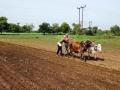 दुष्काळाची चाहूल; शेतकरी धास्तावला - Marathi News | Due to drought; Farmers are afraid in Akola | Latest akola News at Lokmat.com