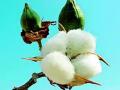 कपाशी कमी; तूर, सोयाबीनची क्षेत्रवाढ! - Marathi News | Cotton reduction; Increase the area of ​​tur, soya bean! | Latest amravati News at Lokmat.com