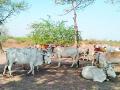 १० लाख पशुधन जगविणार कसे? - Marathi News | How to live a million livestock? | Latest amravati News at Lokmat.com