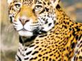 'तो' बिबट्या उपद्रवी नव्हता म्हणून सोडला - Marathi News | 'He' was released as the leopard was not a nuisance | Latest amravati News at Lokmat.com