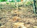 झुडपी जंगलातील मौल्यवान वृक्षांची कत्तल - Marathi News | Slaughter of precious trees in the woodland forest | Latest bhandara News at Lokmat.com