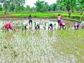 पावसाच्या प्रतीक्षेत आटाेपली जिल्ह्यात 94 टक्के राेवणी - Marathi News | 94 per cent Ravani in Ataepali district waiting for rains | Latest bhandara News at Lokmat.com