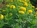 मंदिरे खुली झाल्याने फुल उत्पादकांना अच्छे दिन - Marathi News | Good day to flower growers as temples open | Latest nashik News at Lokmat.com