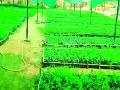 ९५ लाख रोपांनी बहरल्या ४३ रोपवाटिका - Marathi News | 43 nursery nurseries spread around 55 lakh plants | Latest chandrapur News at Lokmat.com