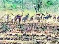 पारंपरिक पिकांकडे शेतकऱ्यांचा कल - Marathi News |  Farmers' trend to traditional crops | Latest chandrapur News at Lokmat.com