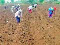 खरीप पेरणीच्या कामांना आला वेग - Marathi News | Kharif sowing work gained momentum | Latest chandrapur News at Lokmat.com