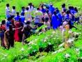 शेतीच्या प्रगतीसाठी महिला शेतीशाळा - Marathi News | Farmers 'Growth for Farmers' Growth | Latest chandrapur News at Lokmat.com