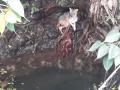 विहिरीत पडलेल्या कोल्ह्याला जीवदान - Marathi News | Survival of the fittest fox | Latest nashik News at Lokmat.com