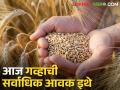 wheat market: राज्यात सकाळपासून ५२७३ गव्हाची आवक, मिळतोय एवढा बाजारभाव - Marathi News | | Latest agriculture News at Lokmat.com