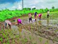 समाधानकारक पावसाअभावी भात लावणीचा वेग मंदावला - Marathi News | Paddy planting slowed down due to lack of satisfactory rainfall | Latest nashik News at Lokmat.com