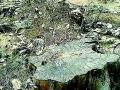 एफडीसीएम रोपवनातील झाडे नष्ट - Marathi News | Destroy FDCM plantation plants | Latest gadchiroli News at Lokmat.com