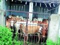 पोलिसांनी ५० जनावरे पकडली - Marathi News | Police caught 50 cattle | Latest gadchiroli News at Lokmat.com