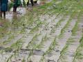 इगतपुरी तालुक्यात १२ टक्के क्षेत्रात भात लागवड पूर्ण - Marathi News |  In Igatpuri taluka, complete cultivation of rice in 12% area | Latest nashik News at Lokmat.com