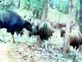 वनांच्या संवर्धनाने वन्यजीवांच्या संख्येत वाढ - Marathi News | Increase in number of wildlife by forests enhancement | Latest gondia News at Lokmat.com
