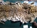 कळवण तालुक्यात बिबट्याची १० लाखांची कातडी जप्त - Marathi News | 10 lakhs of leopard seized in Kalvan taluka | Latest nashik News at Lokmat.com