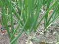 कांदा उत्पादन घटण्याची भीती - Marathi News | Fear of declining onion production | Latest nashik News at Lokmat.com