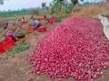 काढणीसाठी आलेल्या कांद्यावर मोठे संकट - Marathi News | Big crisis on onions for harvesting | Latest nashik News at Lokmat.com