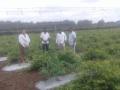 एक एकर टमाट्यावर तणनाशकाची फवारणी - Marathi News | Spray herbicide on one acre of tomato | Latest nashik News at Lokmat.com