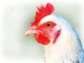 कोरोनानंतर आता बर्ड फ्लूचा धसका - Marathi News | Corona is now followed by bird flu | Latest nandurbar News at Lokmat.com