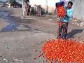 किमती घसरल्याने टोमॅटो उत्पादक अडचणीत - Marathi News | Falling tomatoes cause problems for tomato growers | Latest nandurbar News at Lokmat.com
