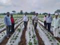 पेठ तालूक्यात स्ट्रॉबेरी शेतीचा प्रयोग ! - Marathi News | Strawberry farming experiment in Peth taluka! | Latest nashik News at Lokmat.com