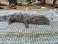 कारंदवाडीत जाळीत अडकलेल्या मगरीच्या सुटकेचा थरार - Marathi News | The thrill of releasing a crocodile trapped in a net in Karandwadi | Latest sangli News at Lokmat.com