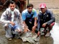 सिंधुदुर्ग :  मालवण किनारी आढळला दुखापतग्रस्त कासव - Marathi News | Sindhudurg: Malvan border found hurt | Latest sindhudurga News at Lokmat.com