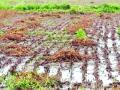 कृषी आयुक्तालयाने मागविली पीक नुकसानाची छायाचित्रे - Marathi News | Photo of crop loss sought by the Agriculture Commission | Latest vashim News at Lokmat.com