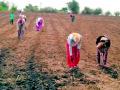 १,८२७ हेक्टरवर धूळपेरणी - Marathi News | Dust sowing on 1,827 hectares | Latest vardha News at Lokmat.com