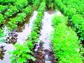 बॅक वॉटर शिरले थेट शेतात - Marathi News | Backwater infiltrates directly into the field | Latest vardha News at Lokmat.com