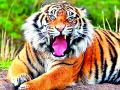 किन्हाळा-घोडदरा परिसरात वाघाचे दर्शन - Marathi News | View of the tiger in the Kishala-Ghodadara area | Latest yavatmal News at Lokmat.com