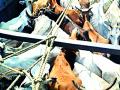 आंबेझरी जंगल बनले जनावर तस्करांचा अड्डा - Marathi News | Langar | Latest yavatmal News at Lokmat.com