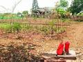 सव्वाचार कोटींच्या हरितपट्ट्याला वाळवी - Marathi News | Waves of Rs | Latest yavatmal News at Lokmat.com