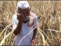 गेल्या वर्षाच्या पीक नुकसानीची यंदा भरपाई - Marathi News | This year's compensation for crop losses last year | Latest nashik News at Lokmat.com