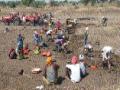 रोहयो; आठवडाभरात दोन हजार मजुरांची वाढ - Marathi News | Roho; Increase of 2 thousand laborers in the week | Latest jalana News at Lokmat.com