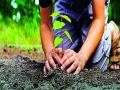 वृक्ष खरेदीसाठी चार लाख - Marathi News |  Four million to buy a tree | Latest nashik News at Lokmat.com