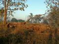 कोल्हापूर :  कृषी संशोधन केंद्राच्या जागेतील वृक्षांची बेसुमार तोड - Marathi News | Kolhapur: Excellent break of trees in the field of agricultural research center | Latest kolhapur News at Lokmat.com