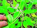 फुलोऱ्यावरील सोयाबीनची फुलगळ - Marathi News | Soya bean flower | Latest amravati News at Lokmat.com
