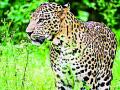 डेंटल कॉलेजसमोर बिबट्याचे दर्शन - Marathi News | Leopard sighting in front of the dental college | Latest amravati News at Lokmat.com
